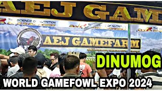 DINUMOG AGAD WORLD GAMEFOWL EXPO 2024 [upl. by Eimaj623]