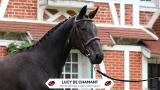 N°18 LUCY DE CHAMANT  PAILLOT EQUESTRIAN AUCTION  14 July 2024 [upl. by Notlil389]