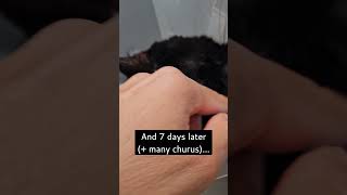 Promise the Cat with Cancer Healing Day by Day Leg Amputation to Remove Fibrosarcoma Mass [upl. by Christabel]