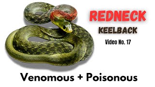 Red necked keelback are both venomous and poisonous दुनिया का एक मात्र साप जो विषैला और जहरीला दोनो [upl. by Norrab]