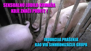 LUDILO od POLNOG ŽARA kako da KRMAČA TRAŽI KAO LUDA  da li pravila EU imaju smisla u SVINJARSTVU [upl. by Eissim]