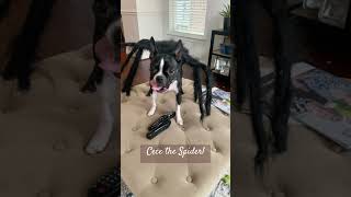 Coco amp Cece’s Spooky Halloween Costumes bat spider halloween dogcostumes spooky [upl. by Pat]