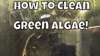 How to clean Algae off of fish tank fish tank glass Japanese Blue Guppy Fish Fish Room VLOG [upl. by Tallu846]