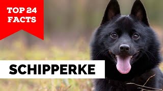 99 of Schipperke Dog Owners Dont Know This [upl. by Aihsekel312]