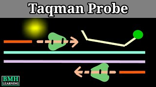 Taqman Probe  Real Time PCR Using Taqman Dye [upl. by Hanforrd]