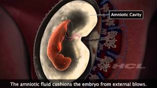 HCL Learning  Embryonic Development in Humans [upl. by Hackathorn735]