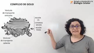 27 Biología celular Golgi Endosomas Lisosomas [upl. by Buseck578]