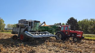 Gleaner L3 Harvesting Corn [upl. by Enilav304]