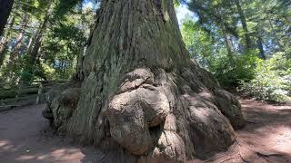 Methuselah Tree on Skyline Blvd [upl. by Gunilla]