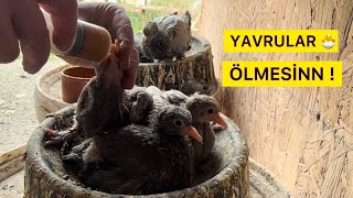 YAVRU GÜVERCİN BESLEME TAKVİYE YAVRU HAPI  Taklacı Güvercin Oyunkuşu [upl. by Shannon454]