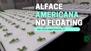 Alface Americana no Floating  Hidroponia [upl. by Ennairek]