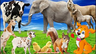 Amazing Sounds of Familiar Animals Elephant Cow Horse Duck Chicken Cat  Animal Sounds [upl. by Moht272]