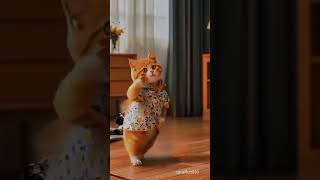 Husan hai suhana bollywood hindisong song motivation cattoon cartooncat dance cat [upl. by Diao]