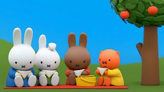 The Miffy Picnic  Miffy  New Series  Miffys Adventures Big amp Small [upl. by Elyr]