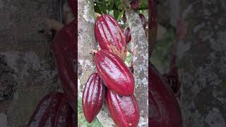 Cocoa tree and its fruits costarica [upl. by Avot]