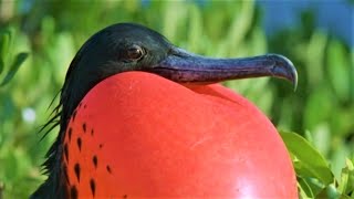 Bizarre Mating Ritual Of The Frigatebird  Wild Caribbean  BBC Earth [upl. by Gayel607]