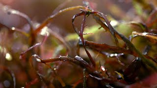 Nature  Futur  Des algues protectrices [upl. by Sudoeht]