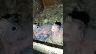 Cockatiel bird chicks  albino cockatiel babys  cockatiel breeding progress [upl. by Yecniuq616]