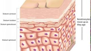 What is the Stratum Lucidum [upl. by Atiuqihc]