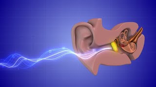 Histology Neuroscience 1 Module  The Ear [upl. by Nidroj438]