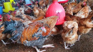 How to handle coccidiosis in your farm simplified [upl. by Allerus]