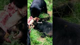 Tasmanian Devils Will SHOCK You with Their Fierce Behavior [upl. by Reidid]