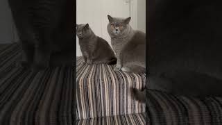 Two British Shorthair Heroes cat cats [upl. by Kina]