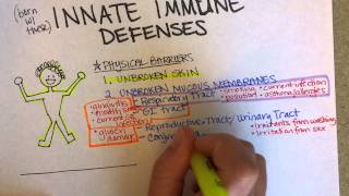 Innate Immunity Part 1 [upl. by Shornick]