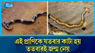 ছোট্ট কিন্তু অথচ শক্তিশালী প্রাণ যতবার কাটে ততবার জন্মে  Hammerhead worms  Rtv News [upl. by Enortna]