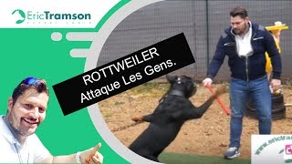 Montpellier Comment éduquer un chien de race Rottweiler qui mord son maître [upl. by Hayilaa251]