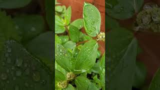 Preparation of Euphorbia hirta for Respiratory ailments like Asthma bronchitis hay fever and flu [upl. by Saidee903]