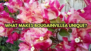 WHAT MAKES BOUGAINVILLEA UNIQUE bougainvillea bombels bougies [upl. by Aerdna63]