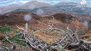 Whats a drone doing over Loch Arkaig Osprey Nest One Woodland Trust are doing a survey 28 Mar 2024 [upl. by Vasta]