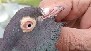 USTAD GOGI KHAN KAY NEELAY PIGEON BREED [upl. by Meryl199]