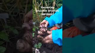 Harvesting jerusalem artichoke gardening organic aardpeer [upl. by Meikah]