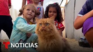 Tres gatos brindan alivio y distracción a los niños desplazados en Gaza  Noticias Telemundo [upl. by Humberto]