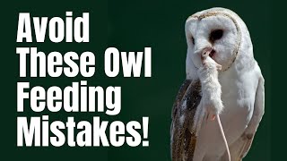 What Do Owls Eat  What To Feed Owls  Owls Diet  Expert Advice [upl. by Roye]