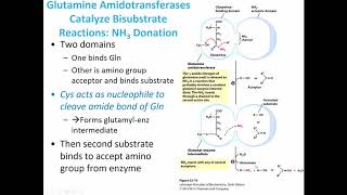 MBS Lehninger Chapter 22 Biosynthesis of Amino Acids [upl. by Ackerman268]