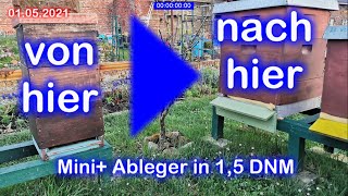 Bienen und Imkerei Der Mini Ableger in der 15 DNM Beute [upl. by Eydie]