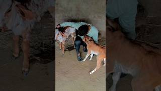 Most viral short video  Love for gow gaumata shorts [upl. by Aire54]