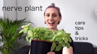 NERVE PLANT Care Tips  Fittonia Houseplant Care [upl. by Chamberlin]