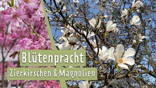 Tipps für Zierkirschen und Magnolien  MDR Garten [upl. by Dera870]