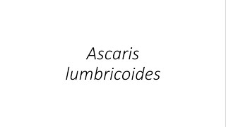 Ascaris lumbricoides  Parasitology [upl. by Llatsyrc953]