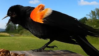 Redwinged Blackbird Song Male or Female [upl. by Aileda]