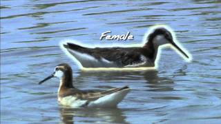 Great Plains Clip Phalarope Prairie Potholes and Ogallala Aquifer [upl. by Blanka]