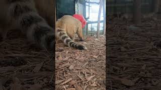 Coati Enrichment coati animals wildanimalsafari enrichment [upl. by Autum366]