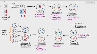 164 Meiosis I and IICambridge AS A Level Biology 9700 [upl. by Kile290]