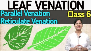 Leaf Venation  Class 6  Science [upl. by Nhojleahcim]