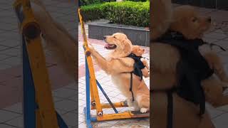 Mini dog 🐕 cute dog and mini dog funny short video shortfunnyvidio [upl. by Aicetal329]