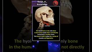 Hyoid Bone Fact [upl. by Arela]